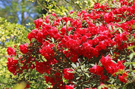 Red Rhododendron Flower Seeds for Planting – Wildflower Mix, Heirloom & Non-GMO Garden Seeds