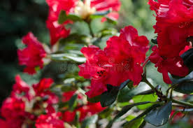 Red Rhododendron Flower Seeds for Planting – Wildflower Mix, Heirloom & Non-GMO Garden Seeds