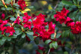Red Rhododendron Flower Seeds for Planting – Wildflower Mix, Heirloom & Non-GMO Garden Seeds