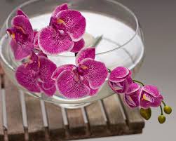 Pink Hydroponic Orchid Flower Seeds for Planting – Seasonal Bloomer, Heirloom & Non-GMO, 100pcs