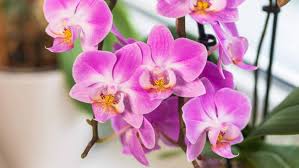 Pink Hydroponic Orchid Flower Seeds for Planting – Seasonal Bloomer, Heirloom & Non-GMO, 100pcs