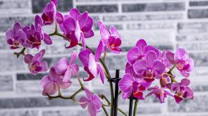 Pink Hydroponic Orchid Flower Seeds for Planting – Seasonal Bloomer, Heirloom & Non-GMO, 100pcs