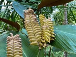 Yellow Calathea Crotalifera Flower Seeds for Planting – Sun Loving, Heirloom & Non-GMO, 100pcs