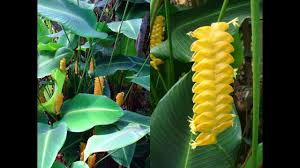 Yellow Calathea Crotalifera Flower Seeds for Planting – Sun Loving, Heirloom & Non-GMO, 100pcs