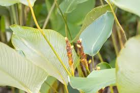 Yellow Calathea Crotalifera Flower Seeds for Planting – Sun Loving, Heirloom & Non-GMO, 100pcs