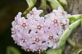 Hoya Bella Flower Seeds for Planting – Shade Tolerant, Heirloom & Non-GMO Garden Seeds, 100pcs