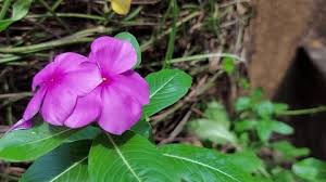 Violet Balsamine Flower Seeds for Planting - Hardy Variety, Heirloom & Non-GMO, 100pcs, High Germination