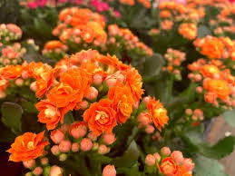 Multi-Color Kalanchoe Flower Seeds for Planting – Bright Blooms, Heirloom & Non-GMO Garden Seeds, 100pcs