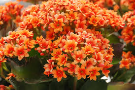 Multi-Color Kalanchoe Flower Seeds for Planting – Bright Blooms, Heirloom & Non-GMO Garden Seeds, 100pcs