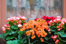 Multi-Color Kalanchoe Flower Seeds for Planting – Bright Blooms, Heirloom & Non-GMO Garden Seeds, 100pcs