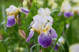 Bearded Flower Seeds for Planting – Vibrant Colors, Heirloom & Non-GMO Garden Seeds, 100pcs