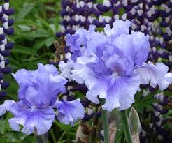 Bearded Flower Seeds for Planting – Vibrant Colors, Heirloom & Non-GMO Garden Seeds, 100pcs