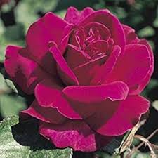 Maroon Rugosa Rose Flower Seeds for Planting – Garden Favorite, Heirloom & Non-GMO, 100pcs