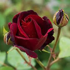 Maroon Rugosa Rose Flower Seeds for Planting – Garden Favorite, Heirloom & Non-GMO, 100pcs