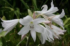 White Crinum Flower Seeds for Planting – Easy to Grow, Heirloom & Non-GMO Garden Seeds, 100pcs