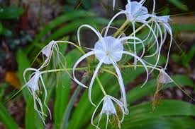White Crinum Flower Seeds for Planting – Easy to Grow, Heirloom & Non-GMO Garden Seeds, 100pcs