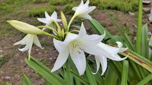 White Crinum Flower Seeds for Planting – Easy to Grow, Heirloom & Non-GMO Garden Seeds, 100pcs