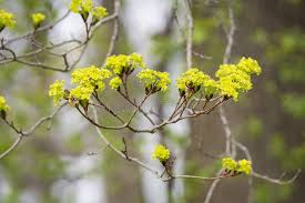 Maple Flower Seeds for Planting – Hardy Variety, Heirloom & Non-GMO Garden Seeds, 100pcs