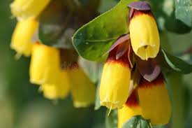 Yellow Cerinthe Flower Seeds for Planting – Perfect for Borders, Heirloom & Non-GMO Garden Seeds, 100pcs