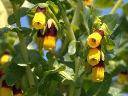 Yellow Cerinthe Flower Seeds for Planting – Perfect for Borders, Heirloom & Non-GMO Garden Seeds, 100pcs