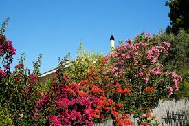 Thick Pink Bougainvillea Flower Seeds for Planting – Compact Growth, Heirloom & Non-GMO, 100pcs