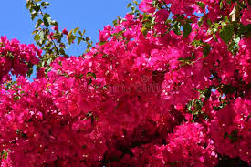 Thick Pink Bougainvillea Flower Seeds for Planting – Compact Growth, Heirloom & Non-GMO, 100pcs