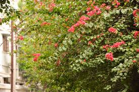 Thick Pink Bougainvillea Flower Seeds for Planting – Compact Growth, Heirloom & Non-GMO, 100pcs