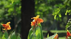 Orange Yellow Gladiolus Flower Seeds for Planting – Pollinator Friendly, Heirloom & Non-GMO, 100pcs