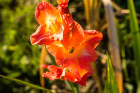 Orange Yellow Gladiolus Flower Seeds for Planting – Pollinator Friendly, Heirloom & Non-GMO, 100pcs