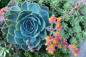Mixed Echeveria Flower Seeds for Planting – Fragrant Blossoms, Heirloom & Non-GMO