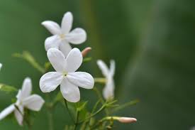 White Jasmine Flower Seeds for Planting – Drought Tolerant, Heirloom & Non-GMO Garden Seeds, 100pcs
