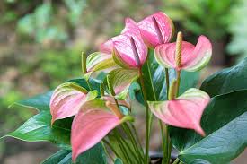Green-Pink Anthurium Flower Seeds for Planting – Colorful Display, Heirloom & Non-GMO Garden Seeds, 100pcs
