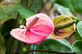 Green-Pink Anthurium Flower Seeds for Planting – Colorful Display, Heirloom & Non-GMO Garden Seeds, 100pcs
