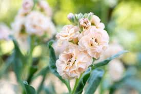 Peach Matthiola Incana Flower Seeds for Planting – Low Maintenance, Heirloom & Non-GMO Garden Seeds