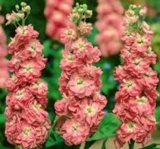 Peach Mathhiola Peach Matthiola Incana Flower Seeds for Planting – Low Maintenance, He ...