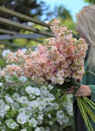 Peach Mathhiola Peach Matthiola Incana Flower Seeds for Planting – Low Maintenance, He ...