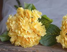 Light Yellow Hydrangea Flower Seeds for Planting – Cut Flower Favorite, Heirloom & Non-GMO, 100pcs