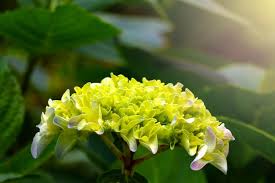 Light Yellow Hydrangea Flower Seeds for Planting – Cut Flower Favorite, Heirloom & Non-GMO, 100pcs