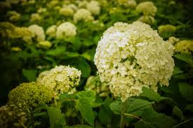 Light Yellow Hydrangea Flower Seeds for Planting – Cut Flower Favorite, Heirloom & Non-GMO, 100pcs