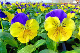 Mixed Pansy Perennial Flower Seeds for Planting – Wildflower Mix, Heirloom & Non-GMO,