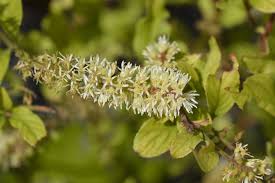 White Sweetspire Flower Seeds for Planting | Heirloom Non-GMO Organic Garden Seeds | Sun Loving, 100pcs