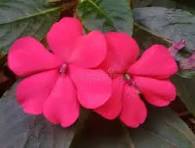 Violet Impatiens Balsamine Flower Seeds for Planting - Hardy Heirloom, Non-GMO & High Germination Garden Seeds, 100pcs