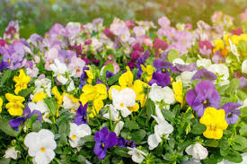 Mixed Pansy Perennial Flower Seeds for Planting – Wildflower Mix, Heirloom & Non-GMO,