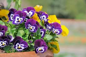 Mixed Pansy Perennial Flower Seeds for Planting – Wildflower Mix, Heirloom & Non-GMO,