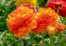 Red-Yellow Ranunculus Flower Seeds for Planting – Sun Loving, Heirloom & Non-GMO