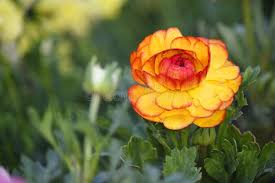 Red-Yellow Ranunculus Flower Seeds for Planting – Sun Loving, Heirloom & Non-GMO