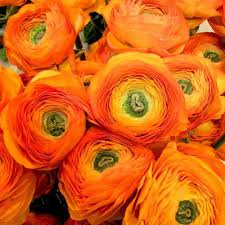 Red-Yellow Ranunculus Flower Seeds for Planting – Sun Loving, Heirloom & Non-GMO