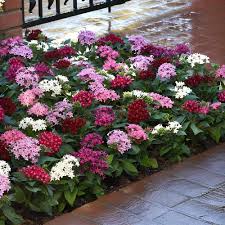 Mixed Star Pentas Flower Seeds for Planting – Shade Tolerant, Heirloom & Non-GMO