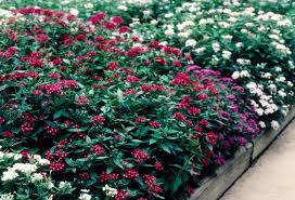 Mixed Star Pentas Flower Seeds for Planting – Shade Tolerant, Heirloom & Non-GMO