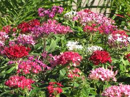 Mixed Star Pentas Flower Seeds for Planting – Shade Tolerant, Heirloom & Non-GMO